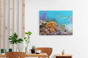 "Carysfort Reef"
