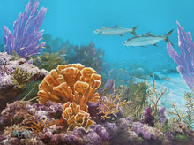 "Carysfort Reef"