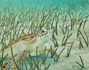 "Sea Turtle in Grass"